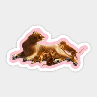 Vintage lion family,lioness the mother Sticker